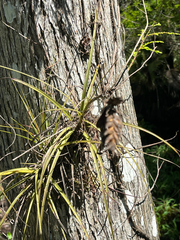 Tillandsia simulata