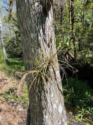 Tillandsia simulata, photograph 2