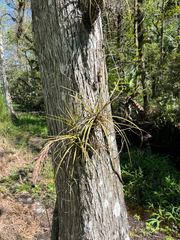 Tillandsia simulata, photograph author not stated, no rights reserved