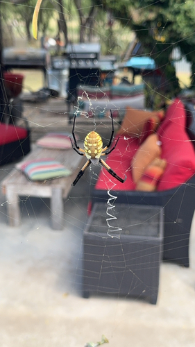 Yellow Garden Spider