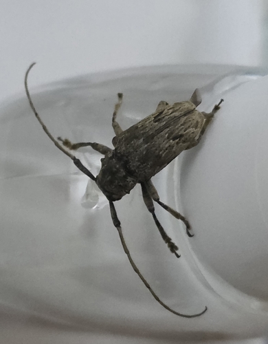 Albizia long-horned beetle