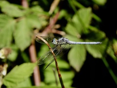 Dasythemis mincki