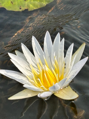 Day Waterlily