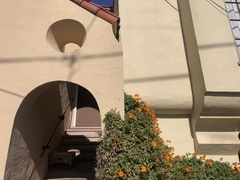 Thunbergia gregorii