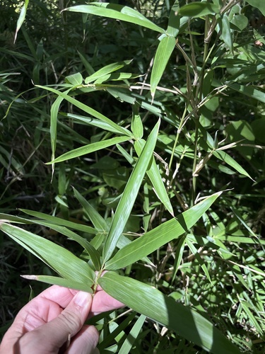 Phyllostachys aurea, photograph 1