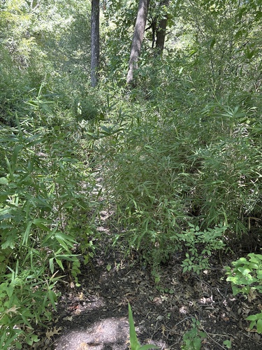 Phyllostachys aurea, photograph 2
