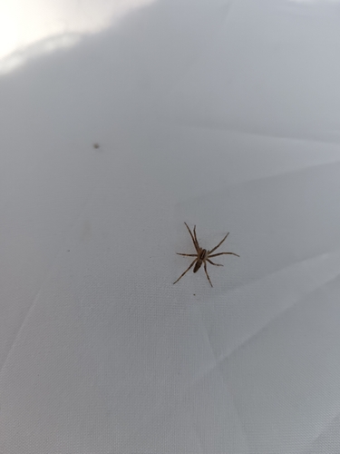 European Nursery Web spider