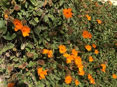 Thunbergia gregorii