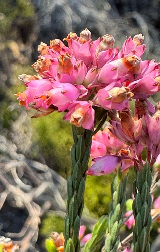 Erica corifolia, photograph 2