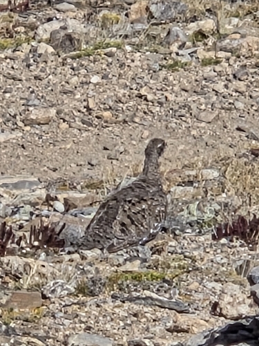 White-tailed Ptarmigan