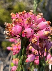 Erica corifolia, photograph (c) chrisdt, some rights reserved (CC BY)