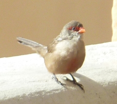 Estrilda astrild