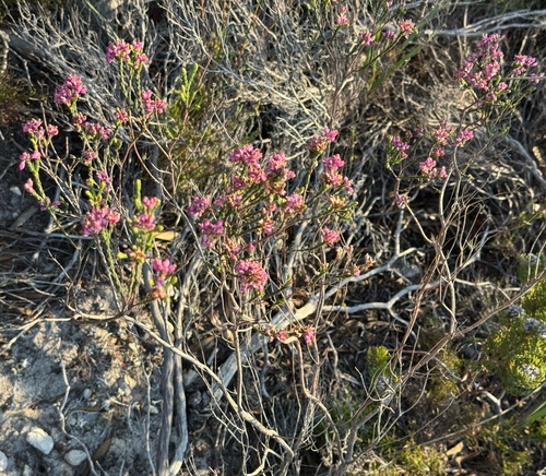 Erica corifolia, photograph 4
