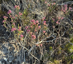 Erica corifolia, photograph (c) chrisdt, some rights reserved (CC BY)