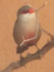 Estrilda astrild