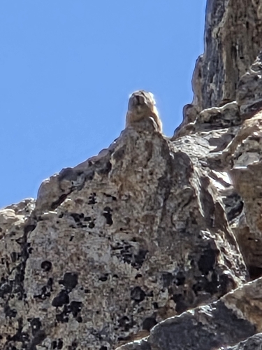American Pika