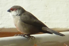Estrilda astrild