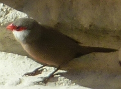 Estrilda astrild