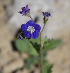 Phacelia viscida viscida