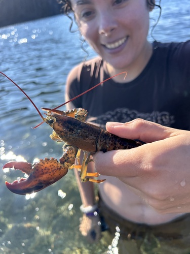 American Lobster