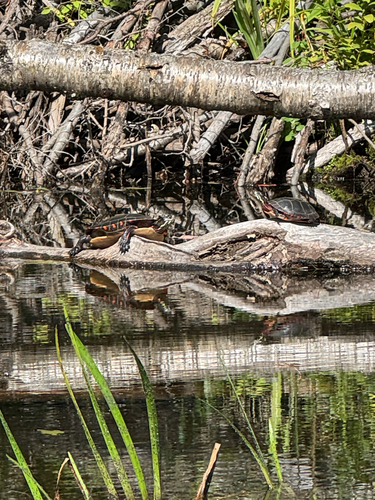 Painted Turtle