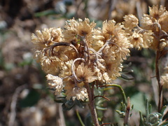 Helichrysum stoechas