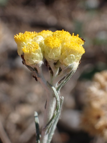 Helichrysum stoechas, photograph 1