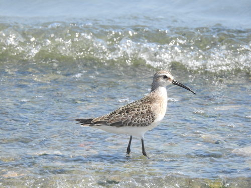 iNaturalist image