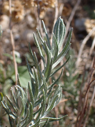 Helichrysum stoechas, photograph 2