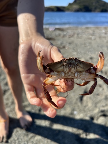 Atlantic Rock Crab