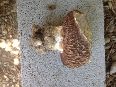 Agaricus deserticola