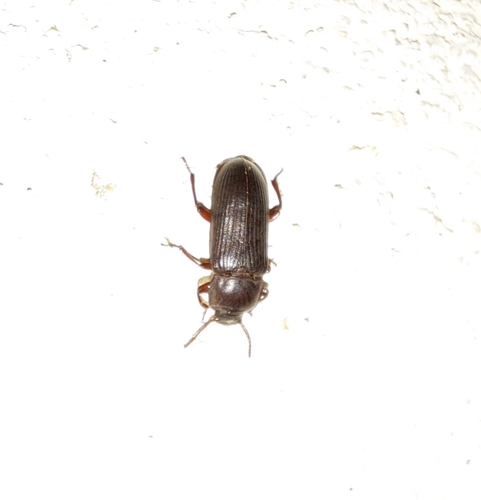 Yellow Mealworm Beetle
