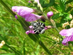 Trichiotinus texanus