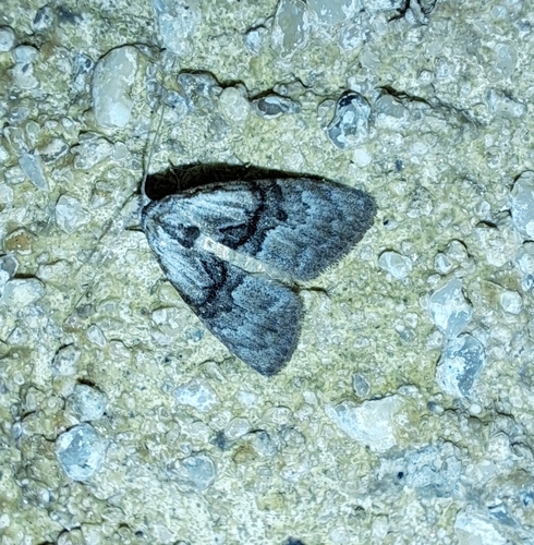 Meganola togatulalis