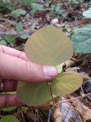 Desmodium rotundifolium