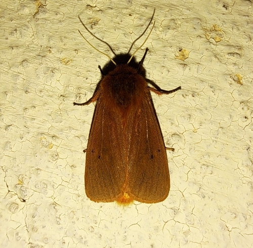 Ruby Tiger Moth