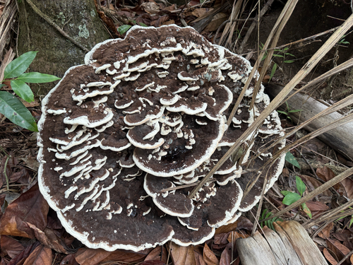 Kusaghiporia talpae