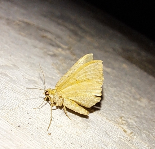 Yellow Shell Moth