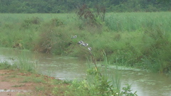 Tachycineta albiventer
