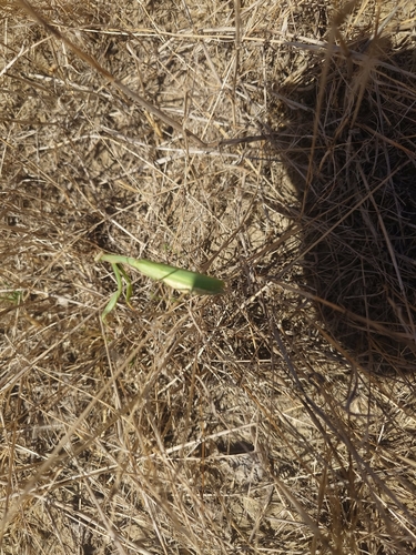 European Mantis