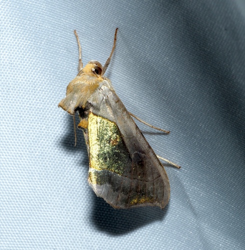 Hologram Moth photo 4