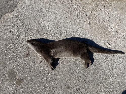 Eurasian Otter