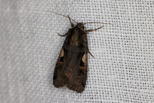 Setaceous Hebrew Character