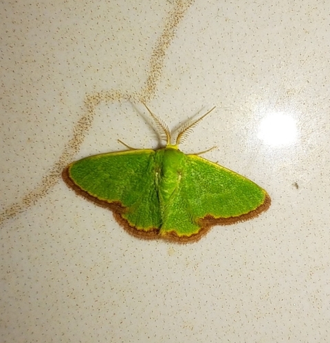 Eucrostes indigenata