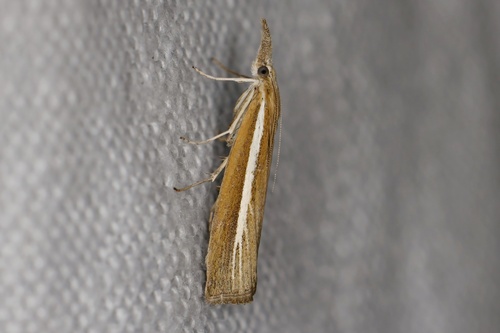 Pale-streak Grass-veneer