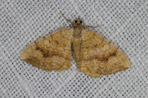 Yellow Shell Moth