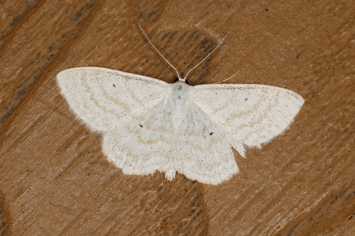 Lesser Cream Wave