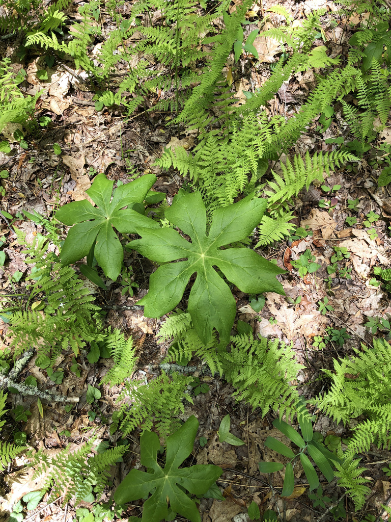 mayapple from Cleveland, SC, US on May 15, 2020 at 0110 PM by