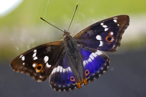 Lesser Purple Emperor