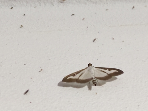 Box Tree Moth